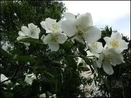 Quel est cet arbuste rustique du nom de Philadelphus, symbole de la mmoire,  cause des ses fleurs trs odorantes au parfum tenace ?
