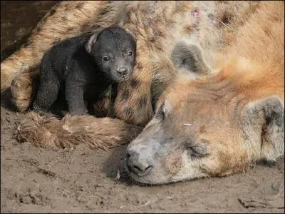 Faites un effort et reconnaissez l'espce  laquelle appartiennent cette femelle et son petit !