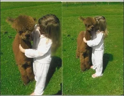 Pouvez-vous citer un animal qui appartient  la mme famille que cet alpaca ?