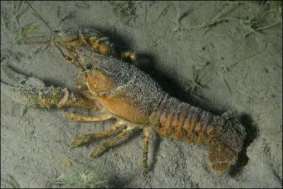 Crustac d'eau douce, je ressemble au homard en plus petit, je suis...