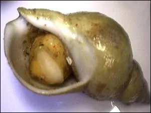 Mon autre nom est le buccin. Je suis...