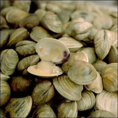 Cru ou farci avec du beurre, de l'ail et du persil, je suis un mollusque bivalve d'origine amricaine. Je suis...