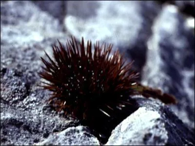 On m'appelle aussi l'hrisson de mer, je suis...