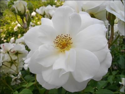 Une jolie fleur blanche...