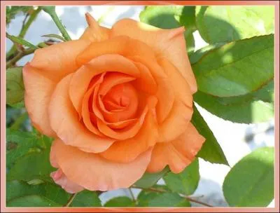 Une fleur de couleur orange...