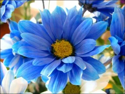 Le joli bleu de cette fleur exprime...