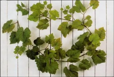 Si vous offrez une guirlande de vigne verte vous offrez...