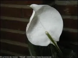 Quelle est la couleur de cette fleur ?