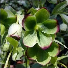 Quelle est la couleur de cette fleur ?