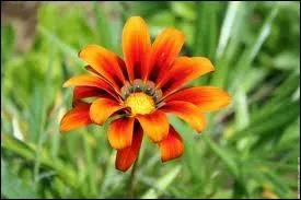 Quelle est la couleur de cette fleur ?