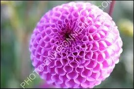 Quelle est la couleur de cette fleur ?