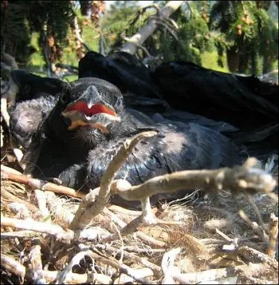 Comment appelle-t-on le petit du corbeau ?