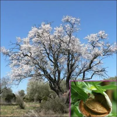 Ce fruit sec entre dans la composition de la frangipane, dlicieuse galette des Rois. Quelle rgion ou pays est le plus gros producteur mondial d'amandes ?