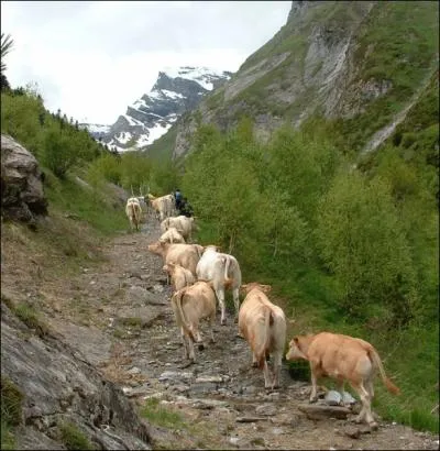 Comment nomme-t-on ces itinraires, sentiers utiliss pour faire transhumer les troupeaux de moutons ou de vaches dans le midi de la France ?