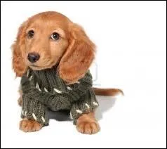 Combien existe-t-il de poils chez la race teckel ?