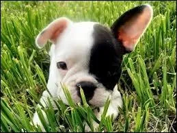 Combien existe-t-il de races bouledogue ?