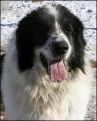 Combien existe-t-il de chiens des montagnes ?