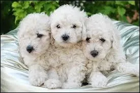 Combien de couleurs existe-t-il chez la race caniche ?