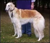 Ce chien est-il un lvrier ?