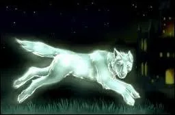 Le patronus de Tonks est un loup depuis 1996, pour quelle raison ?