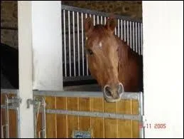 Que doit-on faire avant de rentrer dans le box d'un cheval ou d'un poney ?