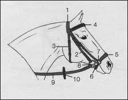 Le licol est l'harnachement qui permet de diriger sa monture quand on est  cheval :