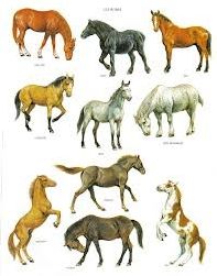 Quiz Galop 1
