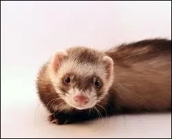 Quel animal est sur la photo ?