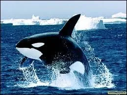 Quel animal est sur la photo ?