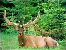 Quel animal est sur la photo ?