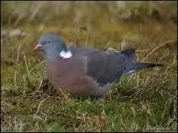 Quel est cet oiseau ?