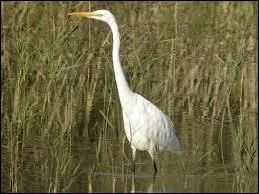 Quel est cet oiseau ?