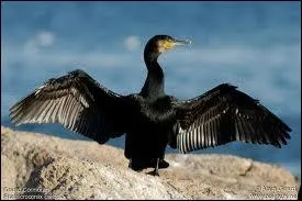 Quel est cet oiseau ?