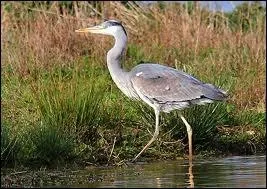 Quel est cet oiseau ?