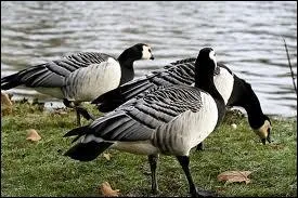 Quel est cet oiseau ?