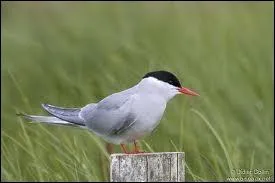 Quel est cet oiseau ?