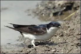 Quel est cet oiseau ?