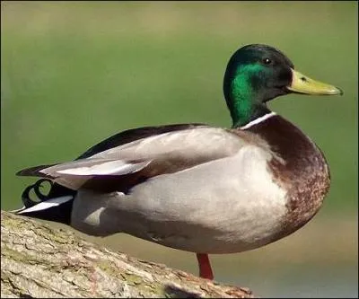 Quel est cet oiseau ?