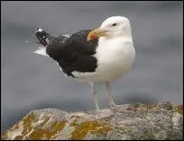 Quel est cet oiseau ?