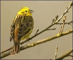 Quel est cet oiseau ?