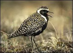 Quel est cet oiseau ?