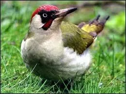 Quel est cet oiseau ?