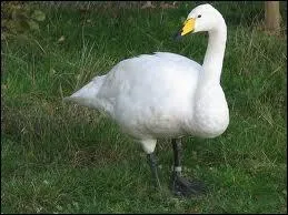 Quel est cet oiseau ?