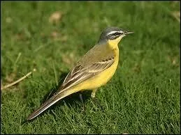 Quel est cet oiseau ?