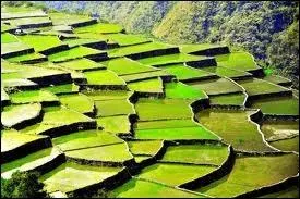 Voici Luzon et sa rizire extraordinaire. Dans quel pays sommes-nous ?