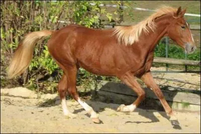 Quelle est la robe de ce cheval ?