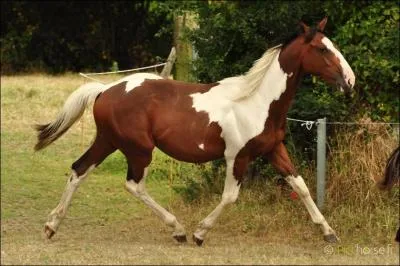 Quelle est la robe de ce cheval ?
