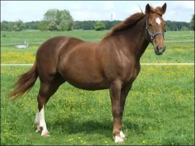 Quelle est la robe de ce cheval ?