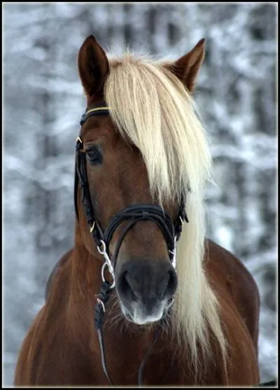 Quelle est la robe de ce cheval ?