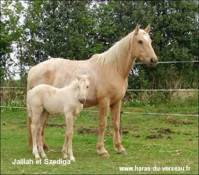 Quelle est la robe de ce cheval ?